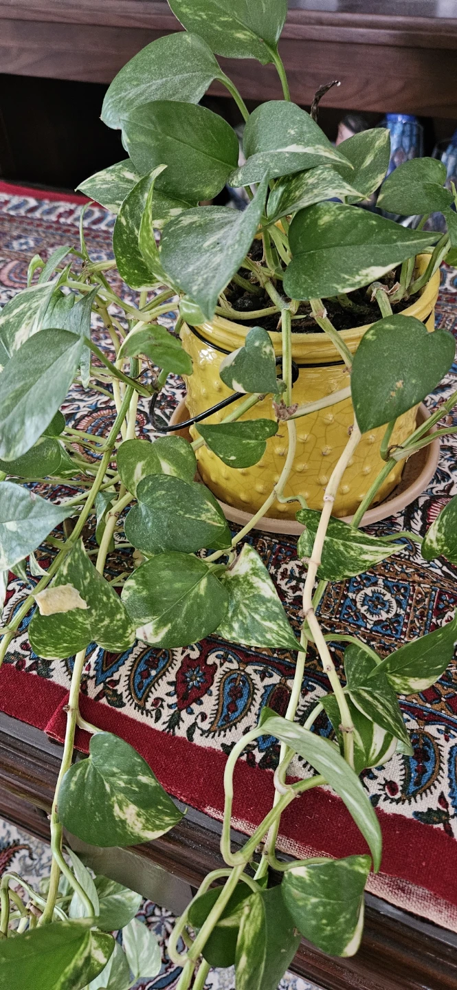 Variegated Pothos Plant in Yellow Pot - photo 2