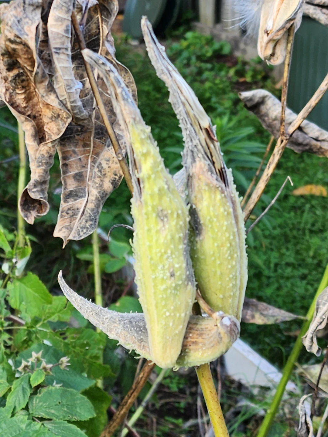 Milkweed pods - photo 4