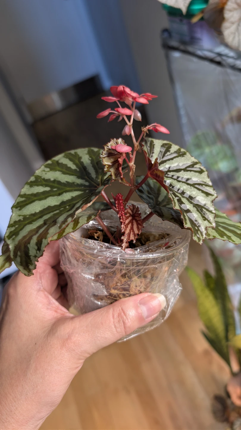 Begonia U682 'Irian Jaya' - photo 3