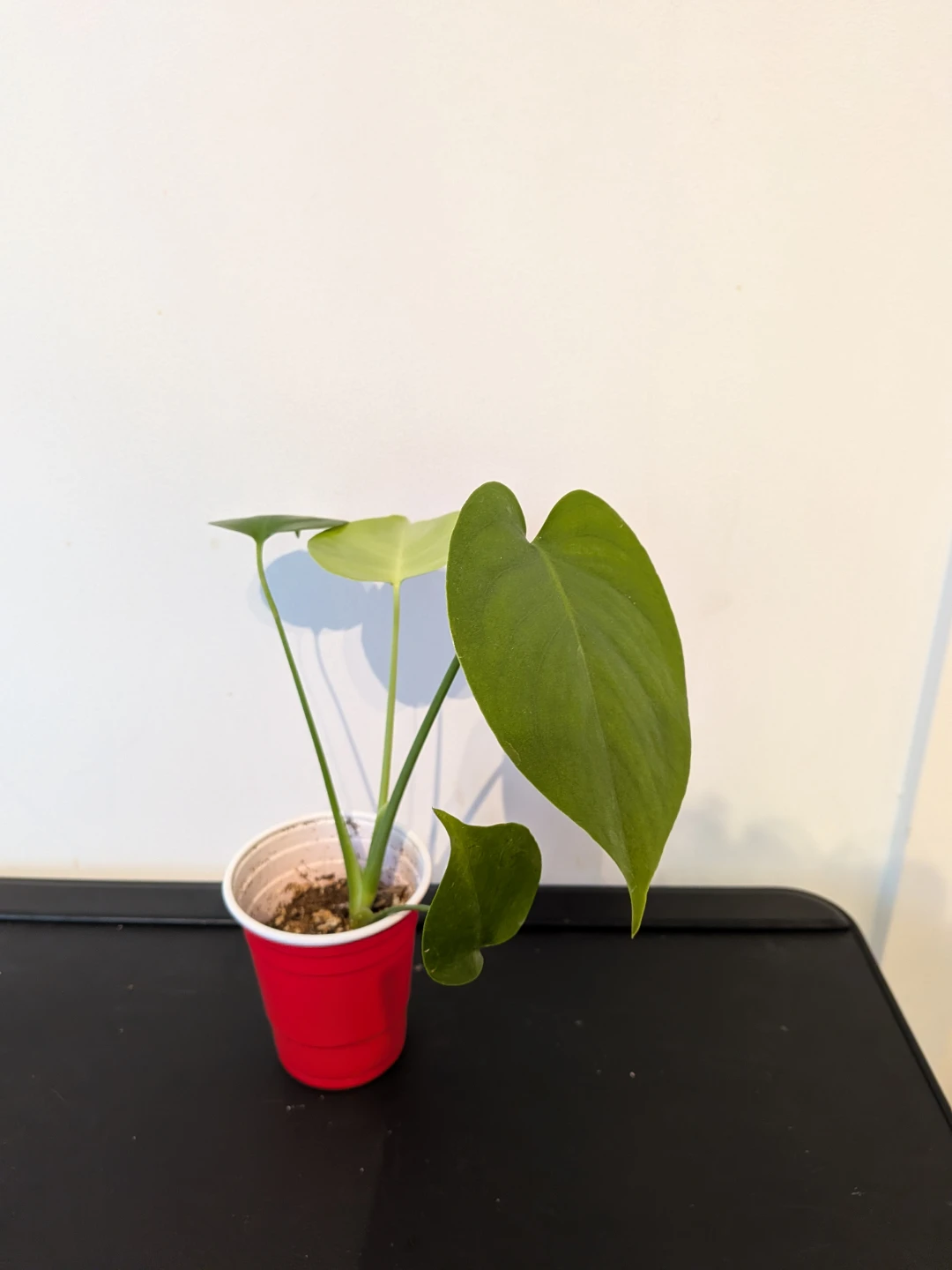 Monstera Deliciosa Plants - photo 4