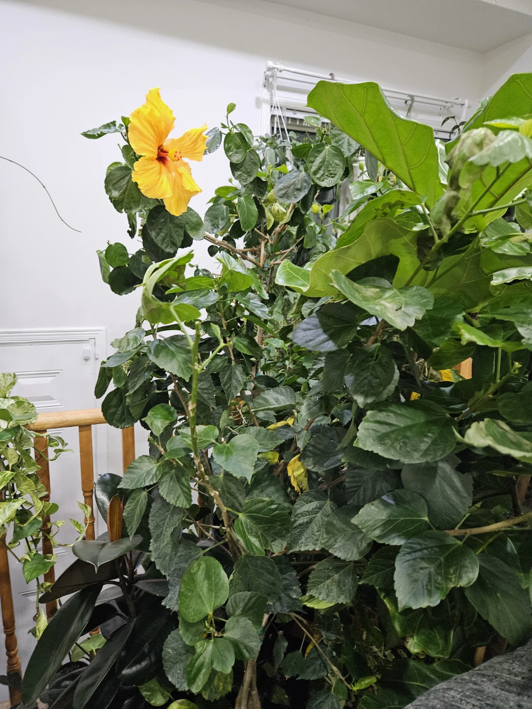 Yellow Hibiscus Houseplant