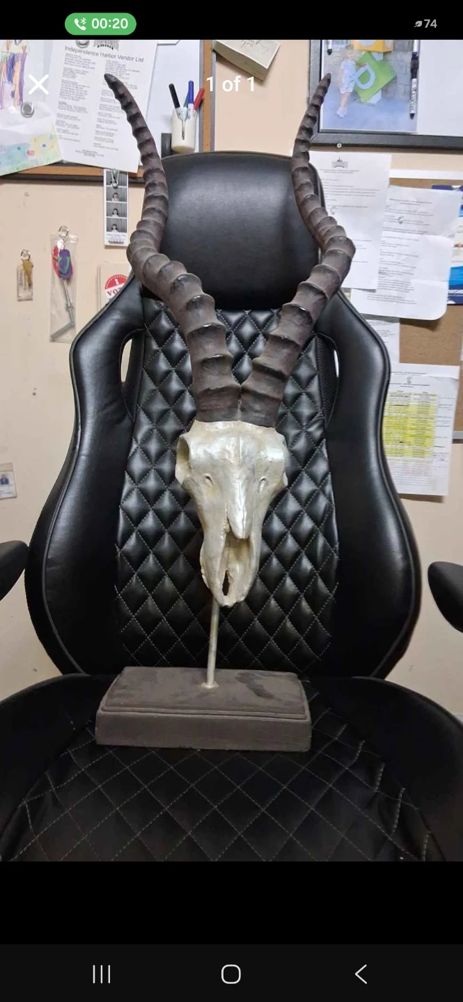 Impala Skull Wall Decor on Stand