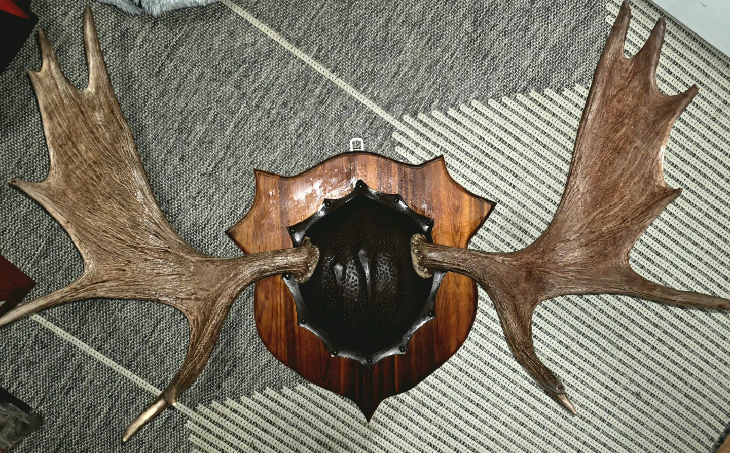 Moose Antler Wall Mount Display