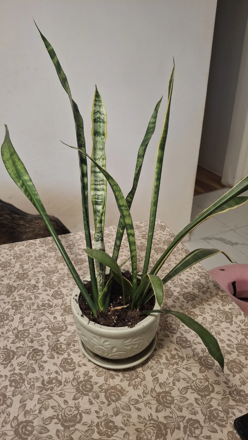 Snake Plant in Decorative Ceramic Pot