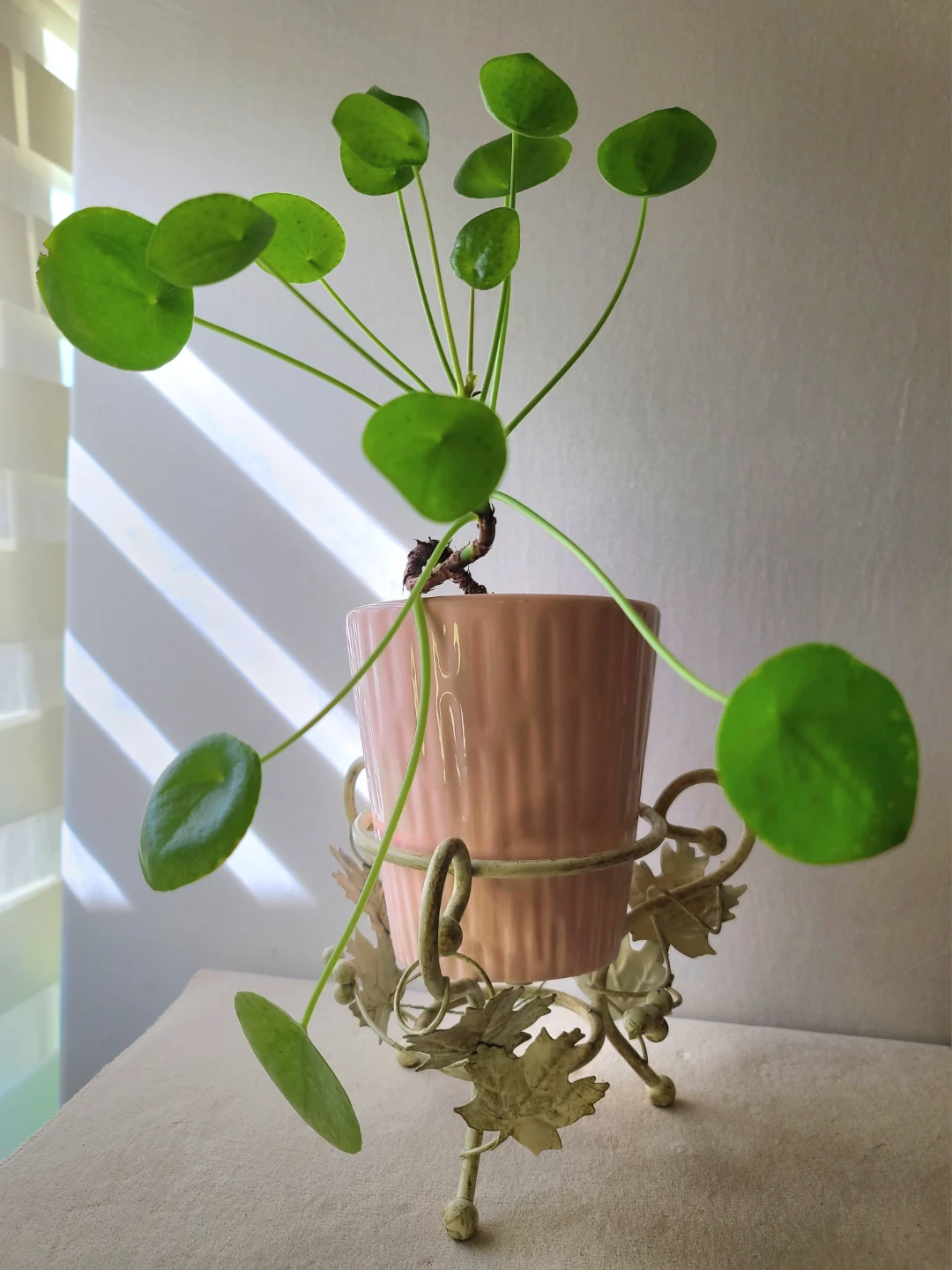 Vintage  Iron Grapevine Plant Stand with Money Plant & Pot