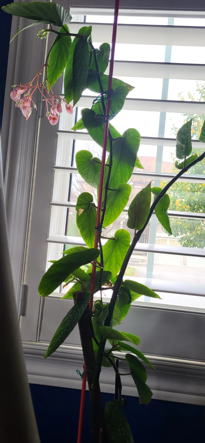 Flowering Polka Dot Begonia Plant