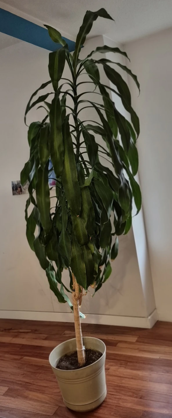 Full multi trunk 7.5-8 feet plants for sale. Moving must sell - photo 3