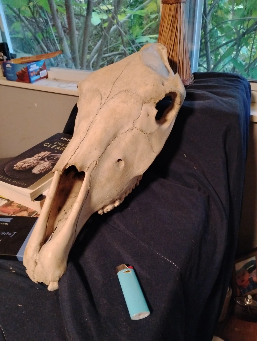 Natural Horse Skull