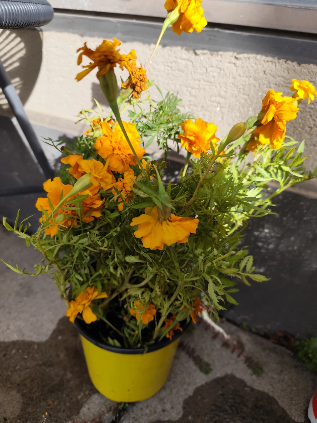 Orange Marigold Plant in Pot - photo 2