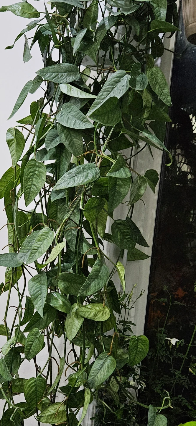 Cebu Blue Pothos Hanging Plant - photo 3