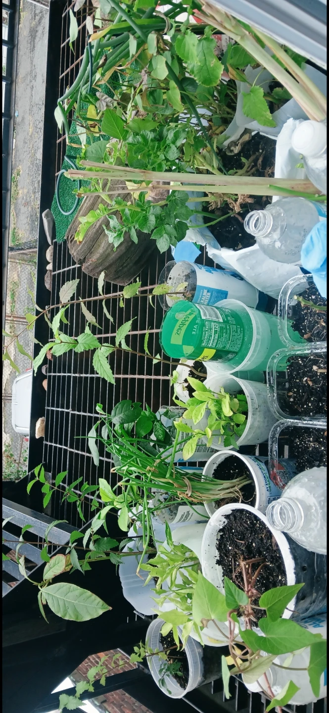 1 free small Random plant, as is, pick up only