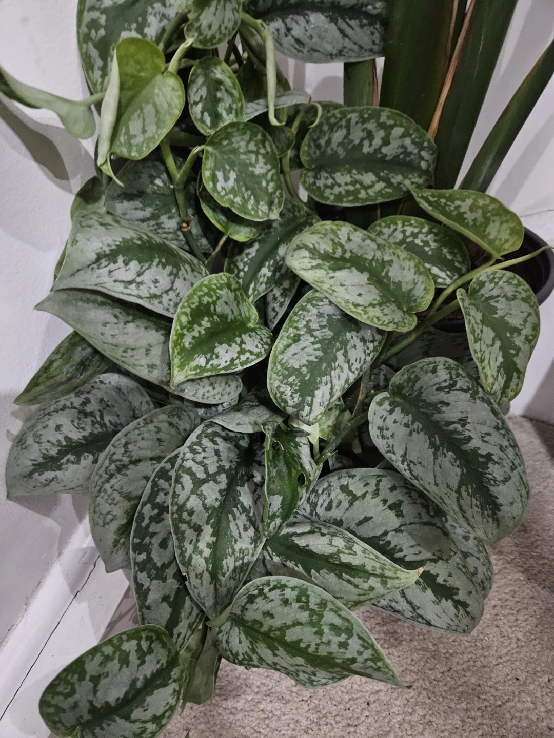 Satin Pothos Houseplant