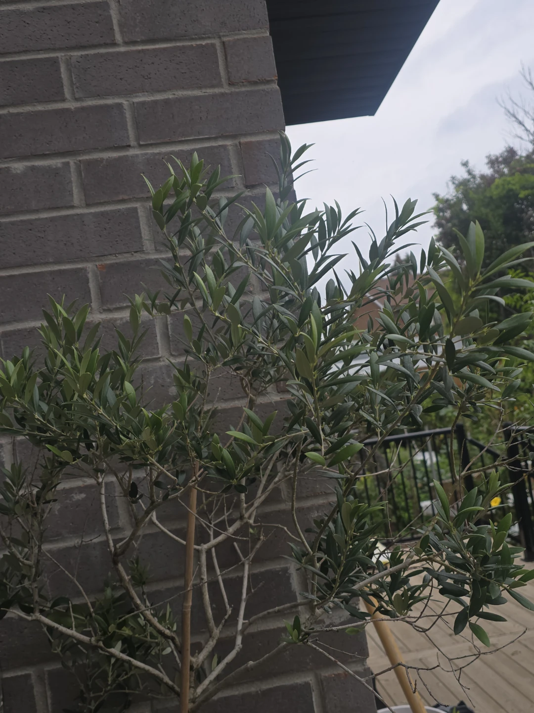 Healthy Potted Olive Tree 14"pot - photo 3