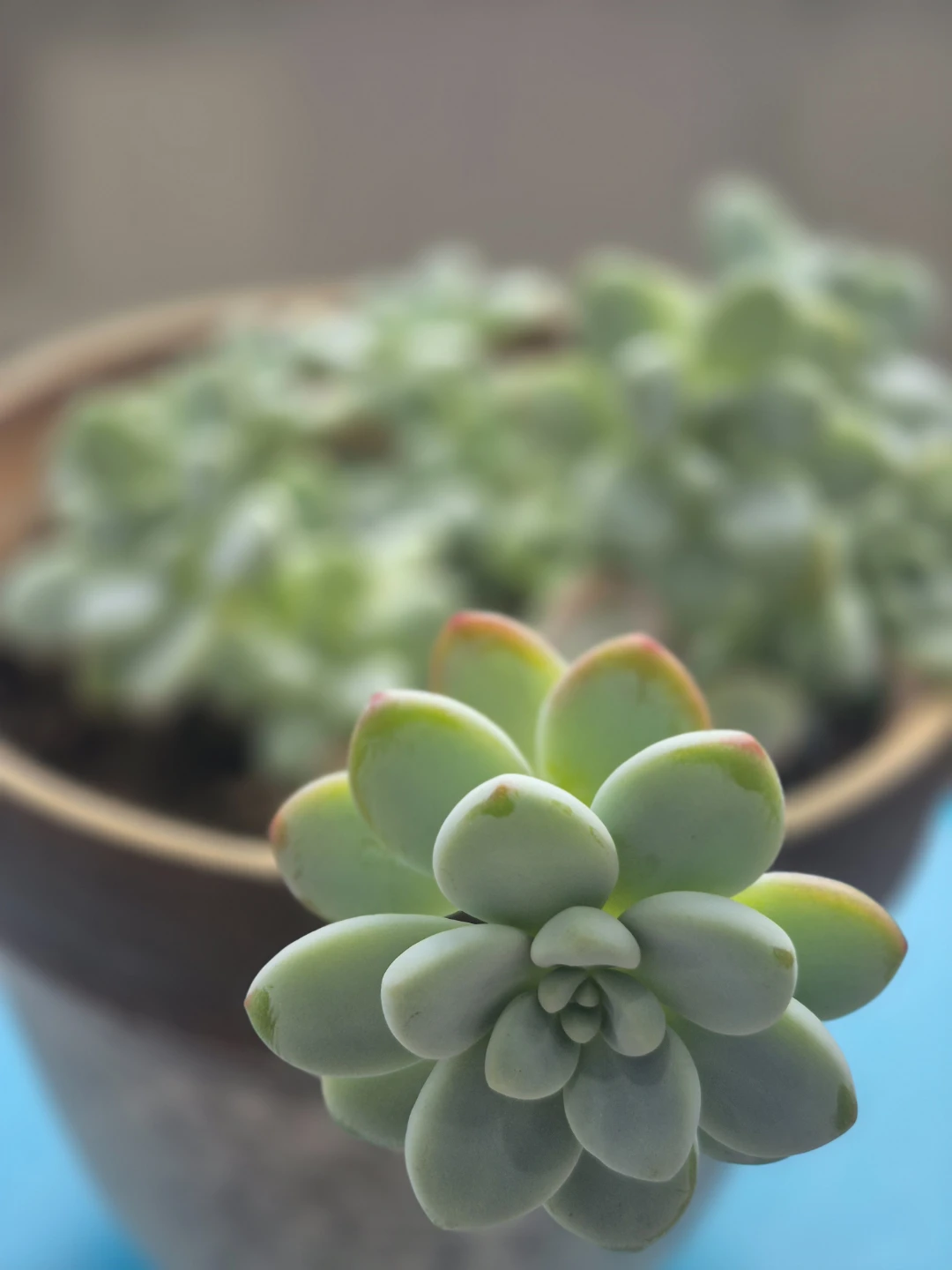 Potted Succulent Plant - photo 2