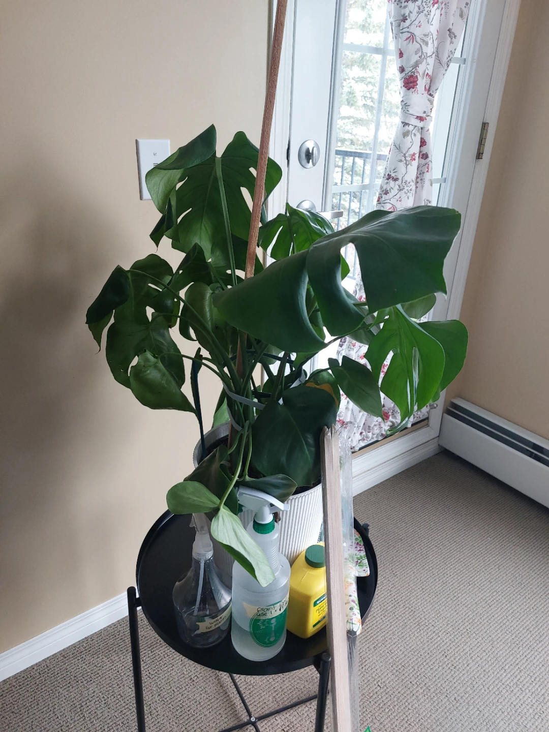 Monstera plant with accessories bundle - photo 2
