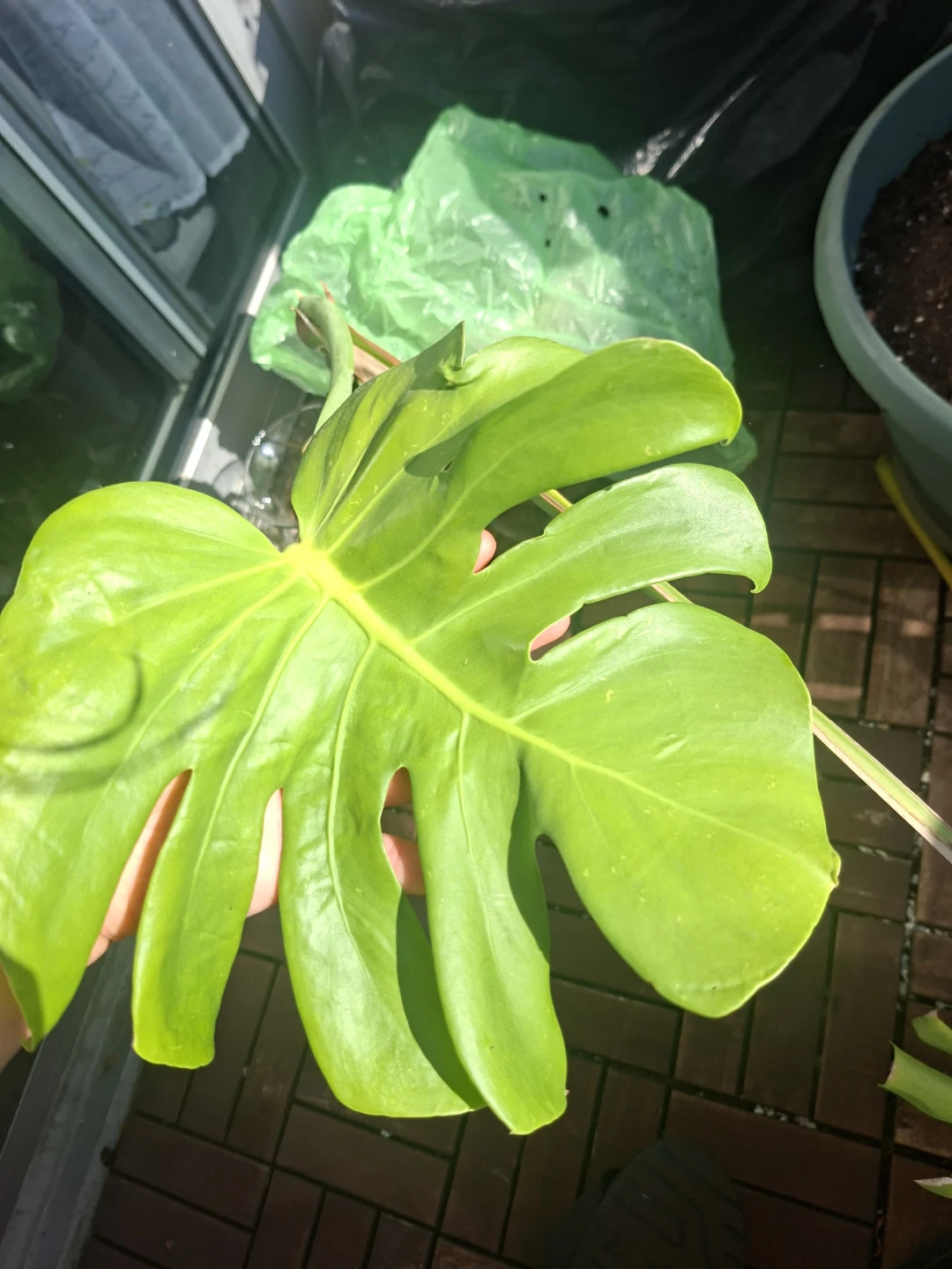 Monstera Deliciosa Rooted Clipping - photo 2