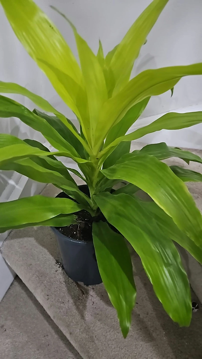 Dracaena Fragrans Janet Craig Compacta