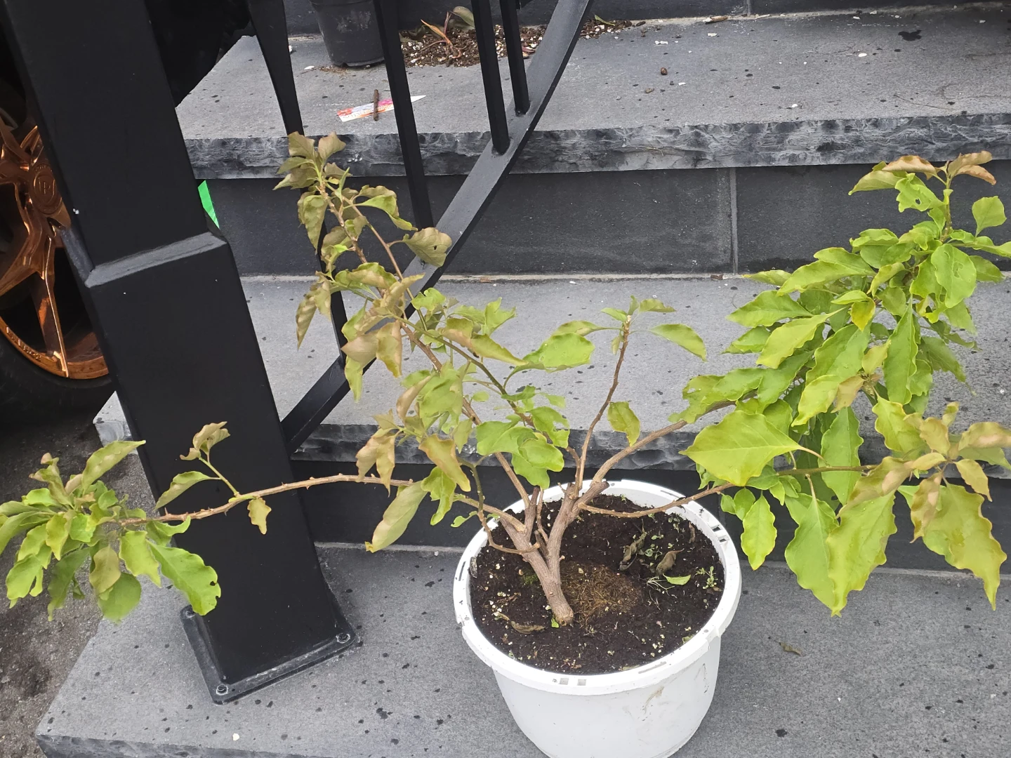 Potted Bougainvillea Plant orange flower