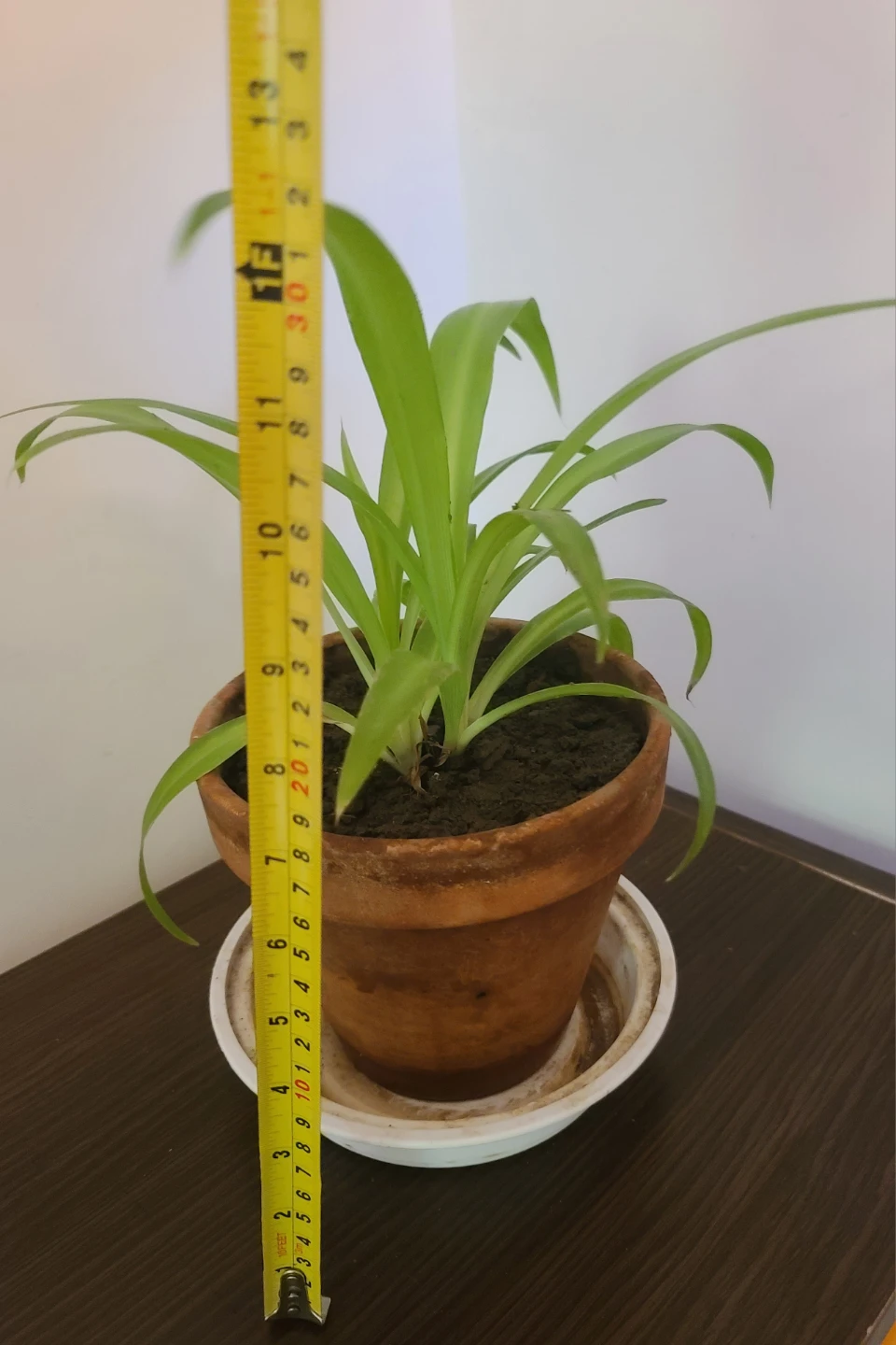 [Moving Sale] Healthy & Vibrant Spider Plant with Terracotta Pot - photo 5
