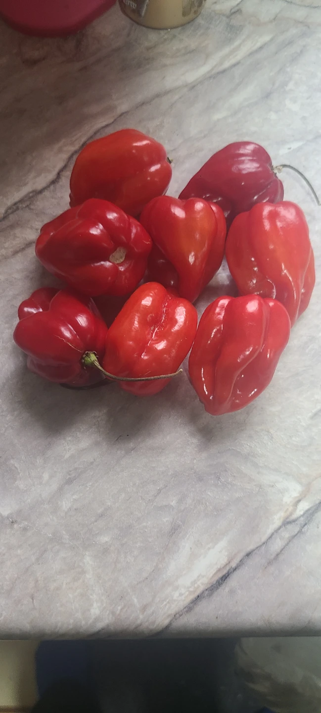 Fresh Red Habanero Peppers