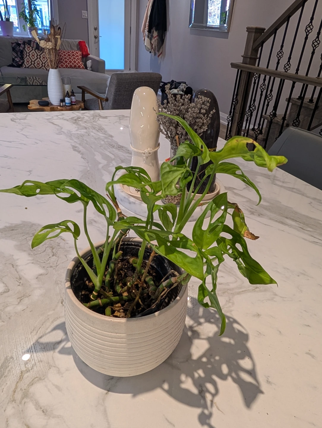Monstera Adansonii Plant