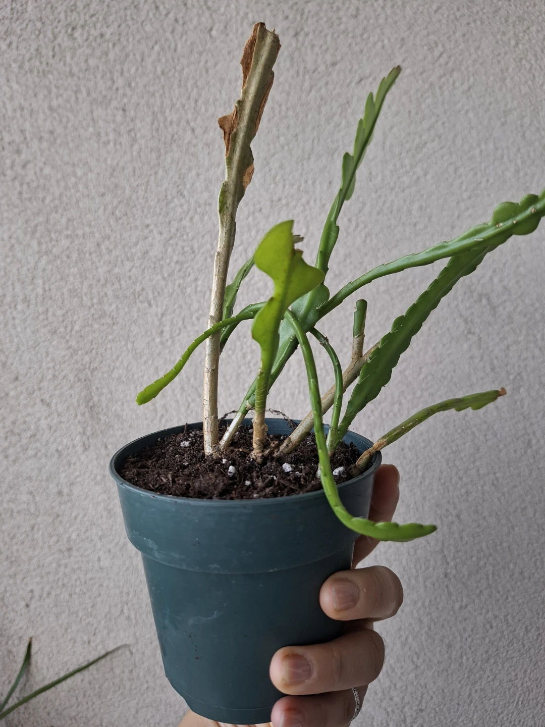 Fishbone Cactus 🌵