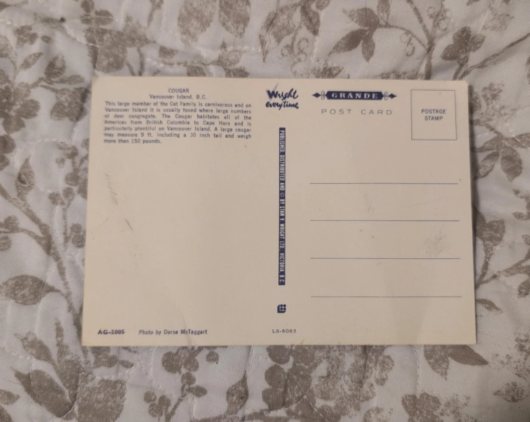 Vintage Vancouver Island Cougar Postcard