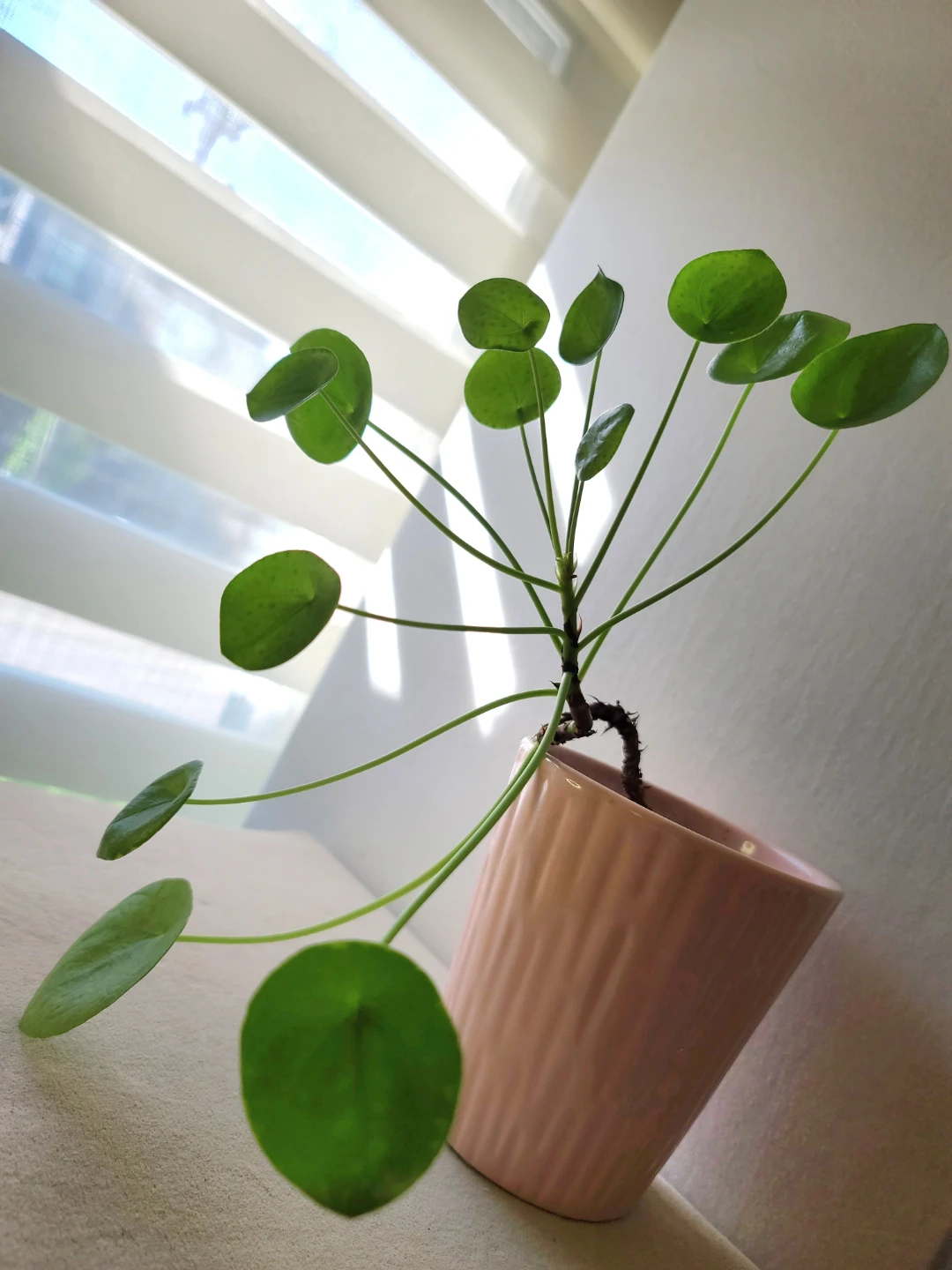 Vintage  Iron Grapevine Plant Stand with Money Plant & Pot - photo 2