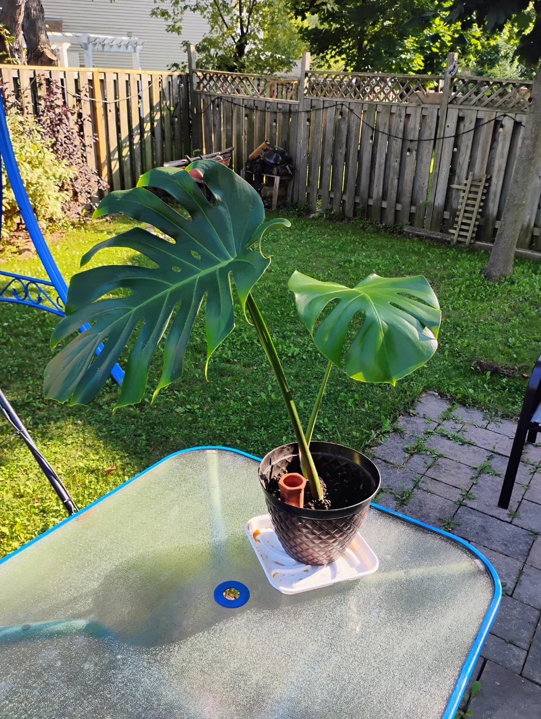 Monstera Deliciosa Houseplant