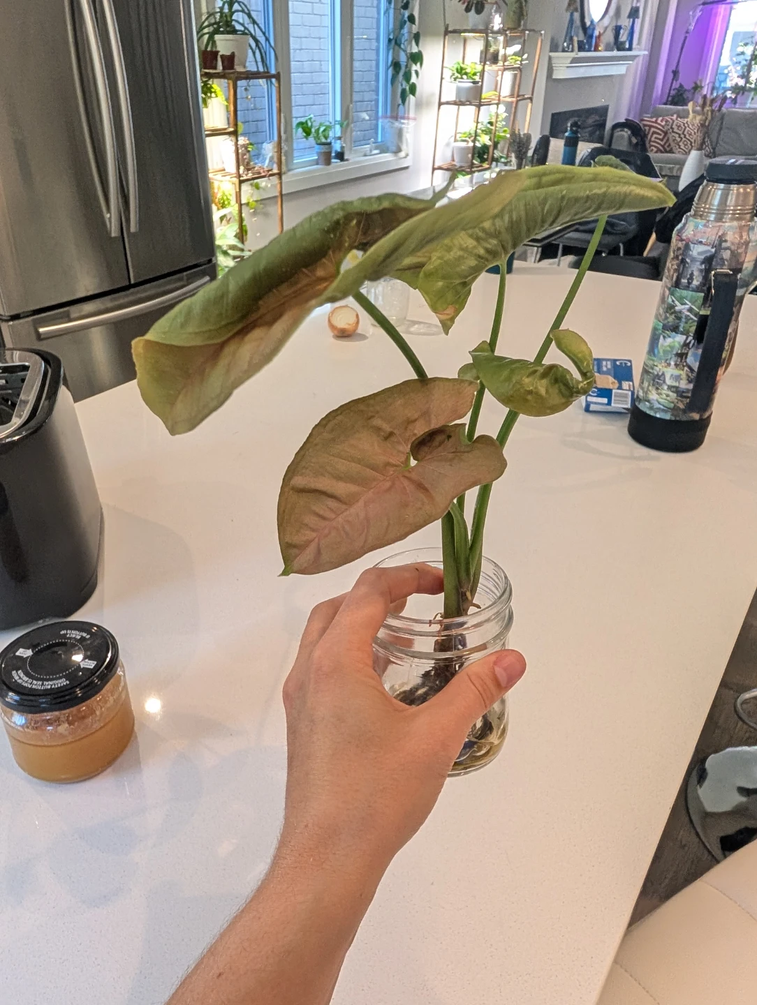 Pink arrowhead Syngonium rooted cutting/plant