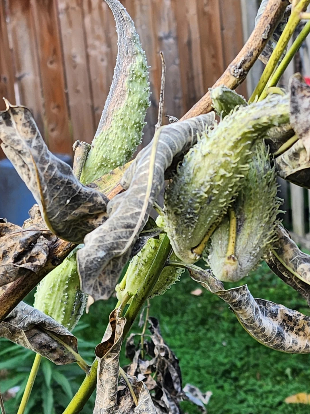 Milkweed pods