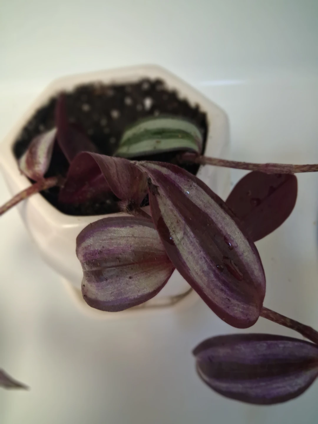 Tradescantia zebrina Plant in Hexagonal Pot