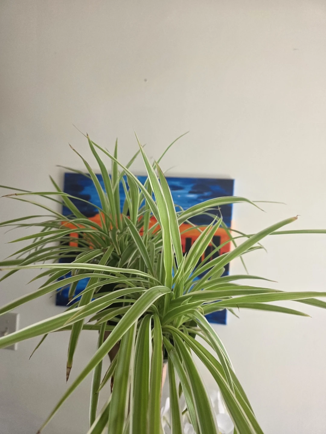 Two Medium Spider Plants in nursery pots - photo 2