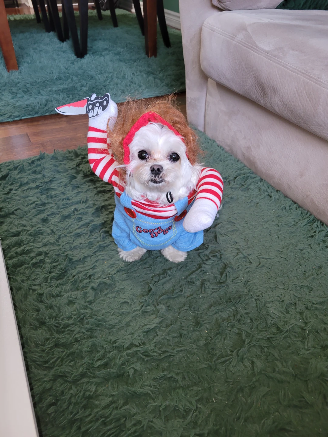 Pet Costume - photo 5