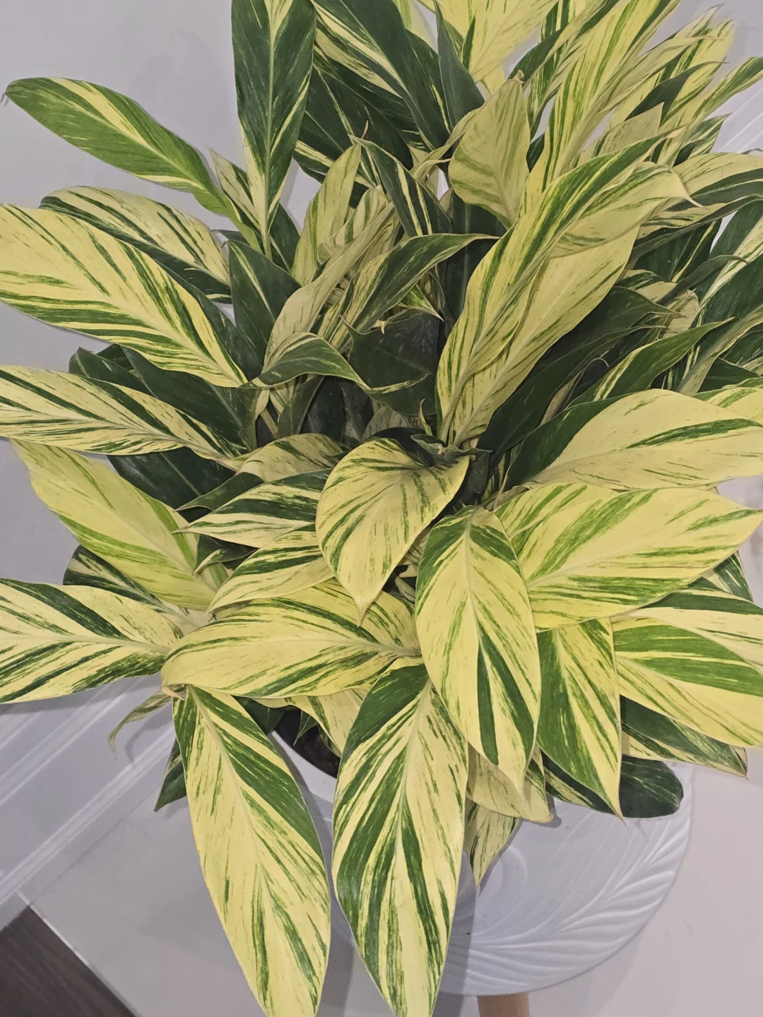 Variegated Ginger Plant