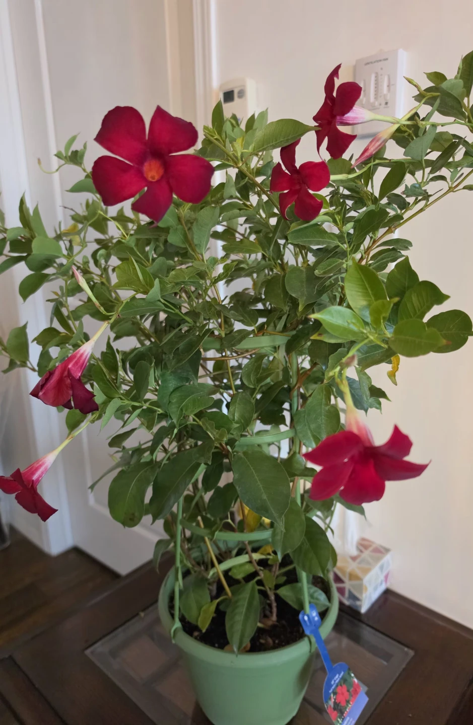 Madinia Maximo Red Dipladenia in 10 inch Cage