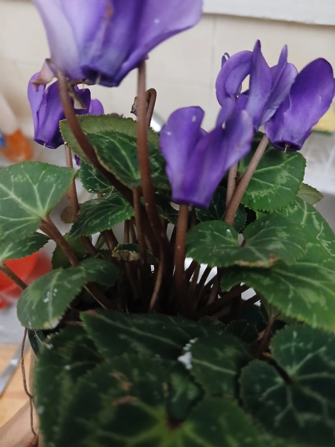 Purple Cyclamen Plant