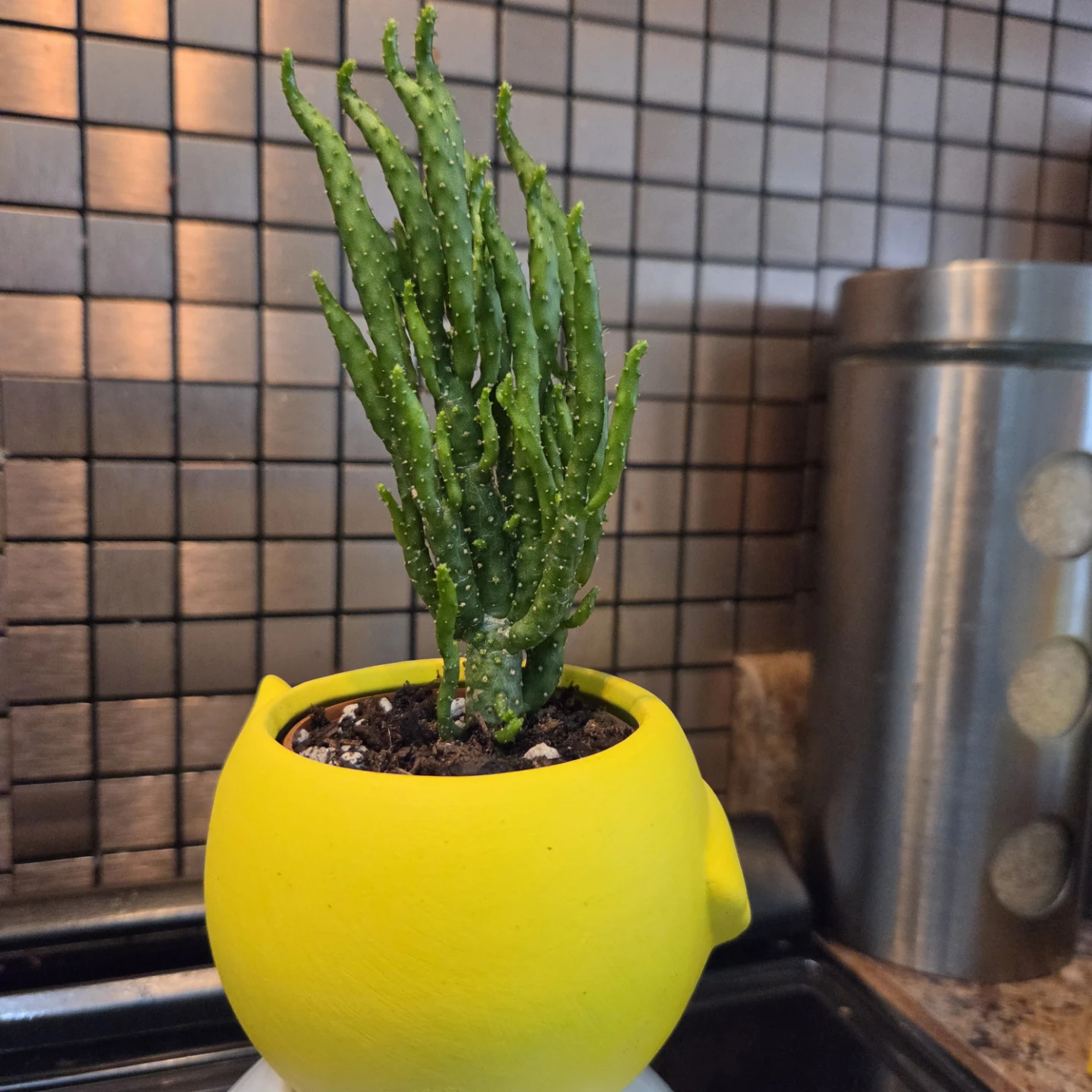 Cactus in yellow chick planter - photo 4