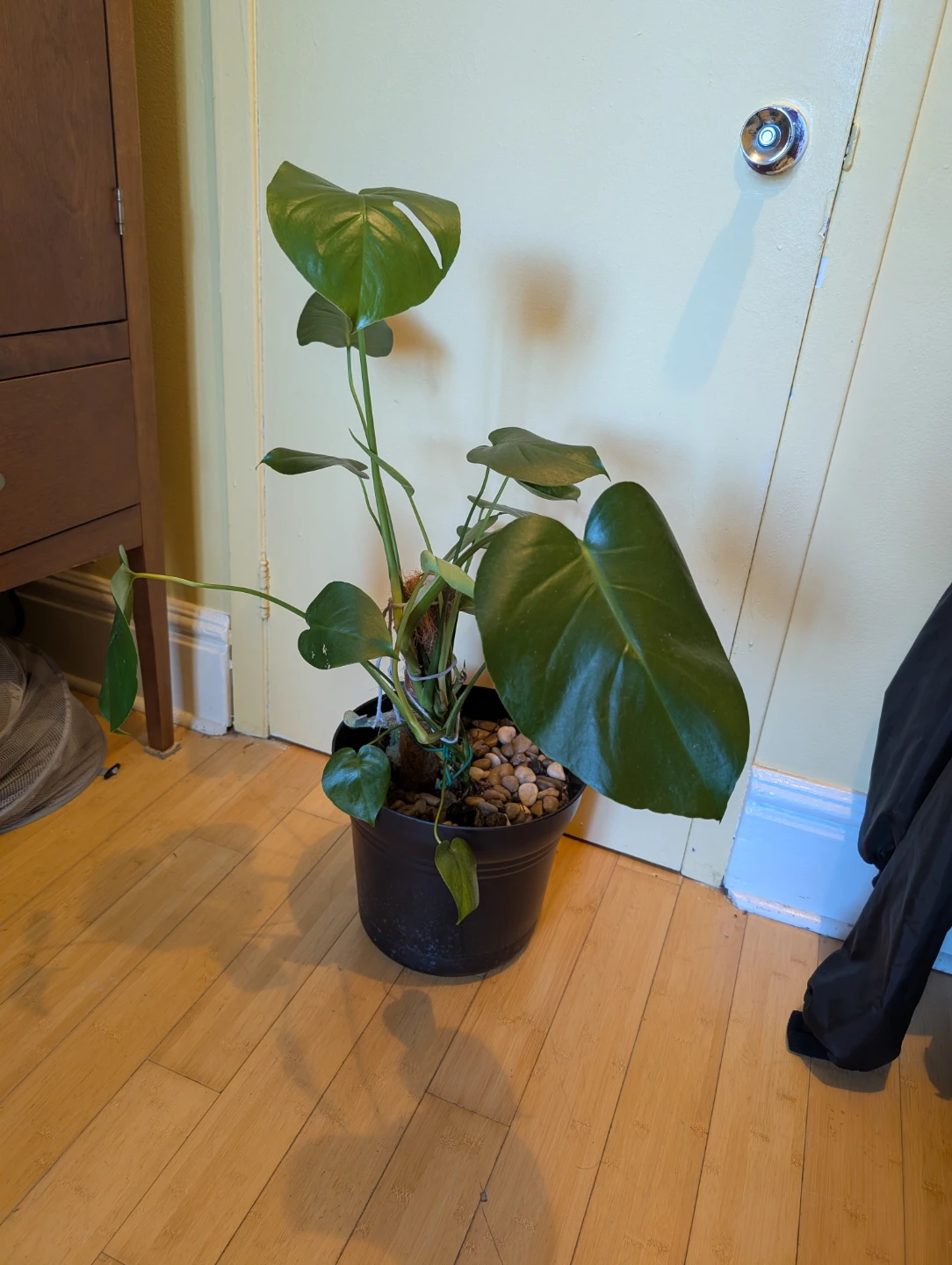 Monstera Deliciosa Plant - photo 3