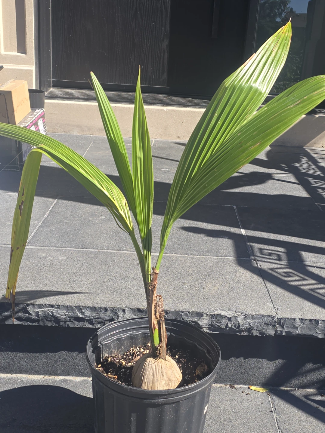 Coconut Palm Tree.  2 gallon pot - photo 2