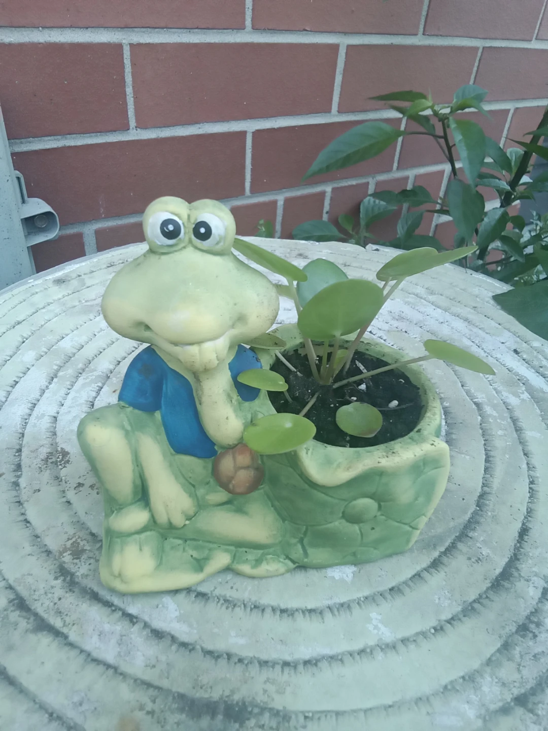Frog ceramic planter with Pilea plant