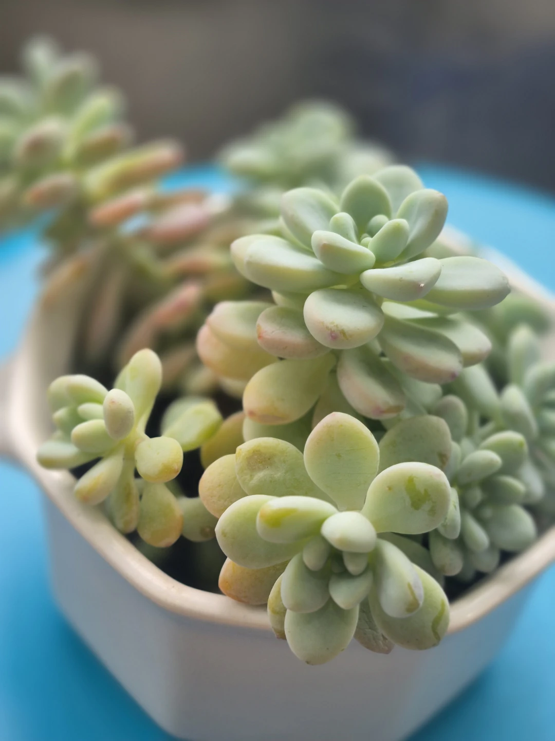 Potted Succulent Plant - photo 2