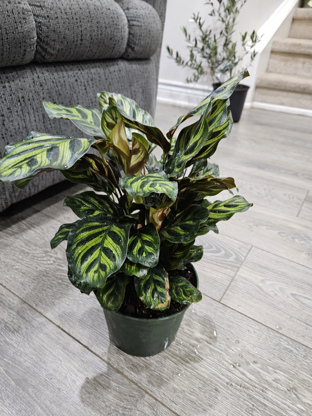 Calathea Makoyana Peacock Plant - photo 2