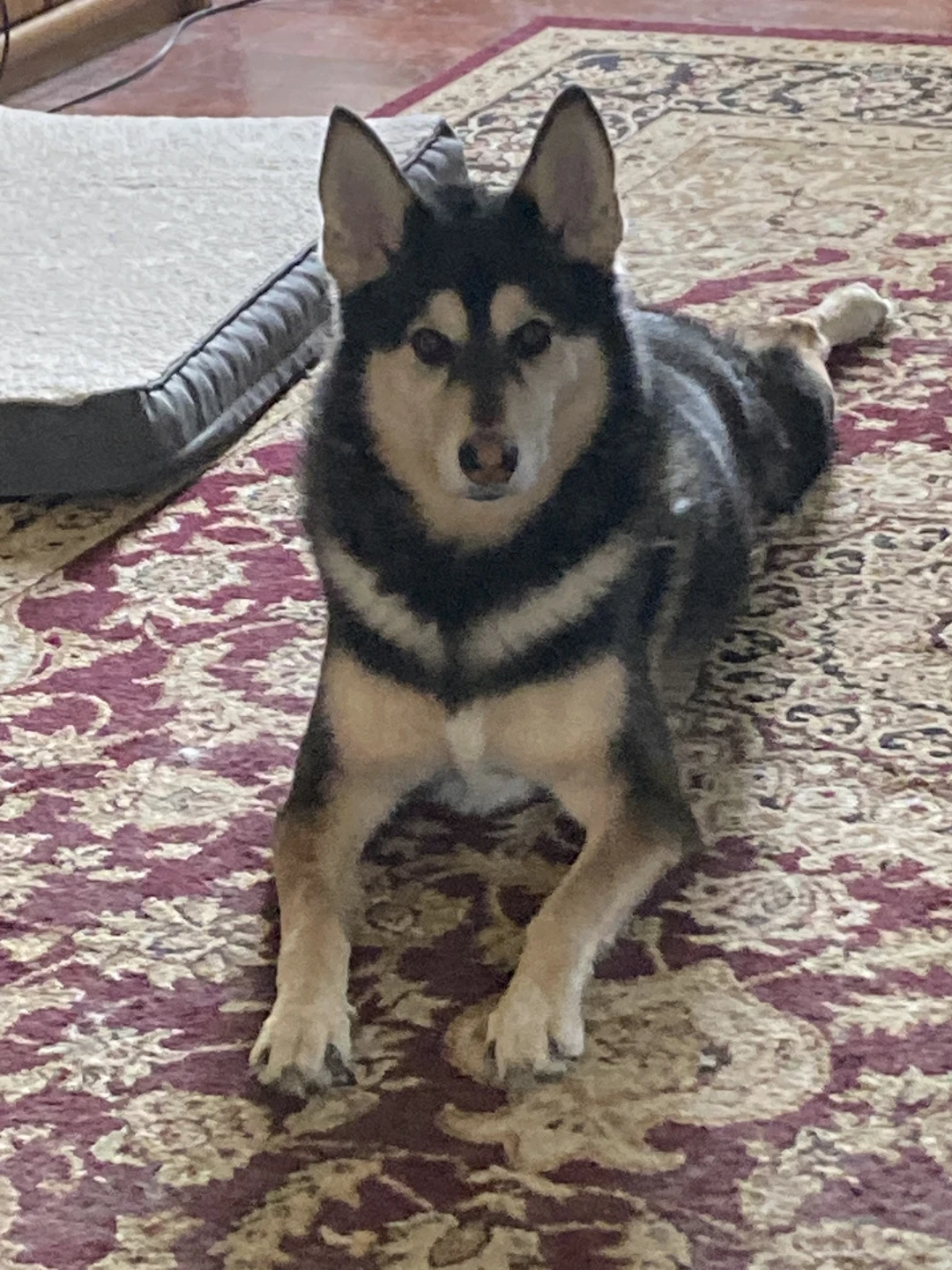 Dog walker Bradley/Kankakee/bourbonnais - photo 2