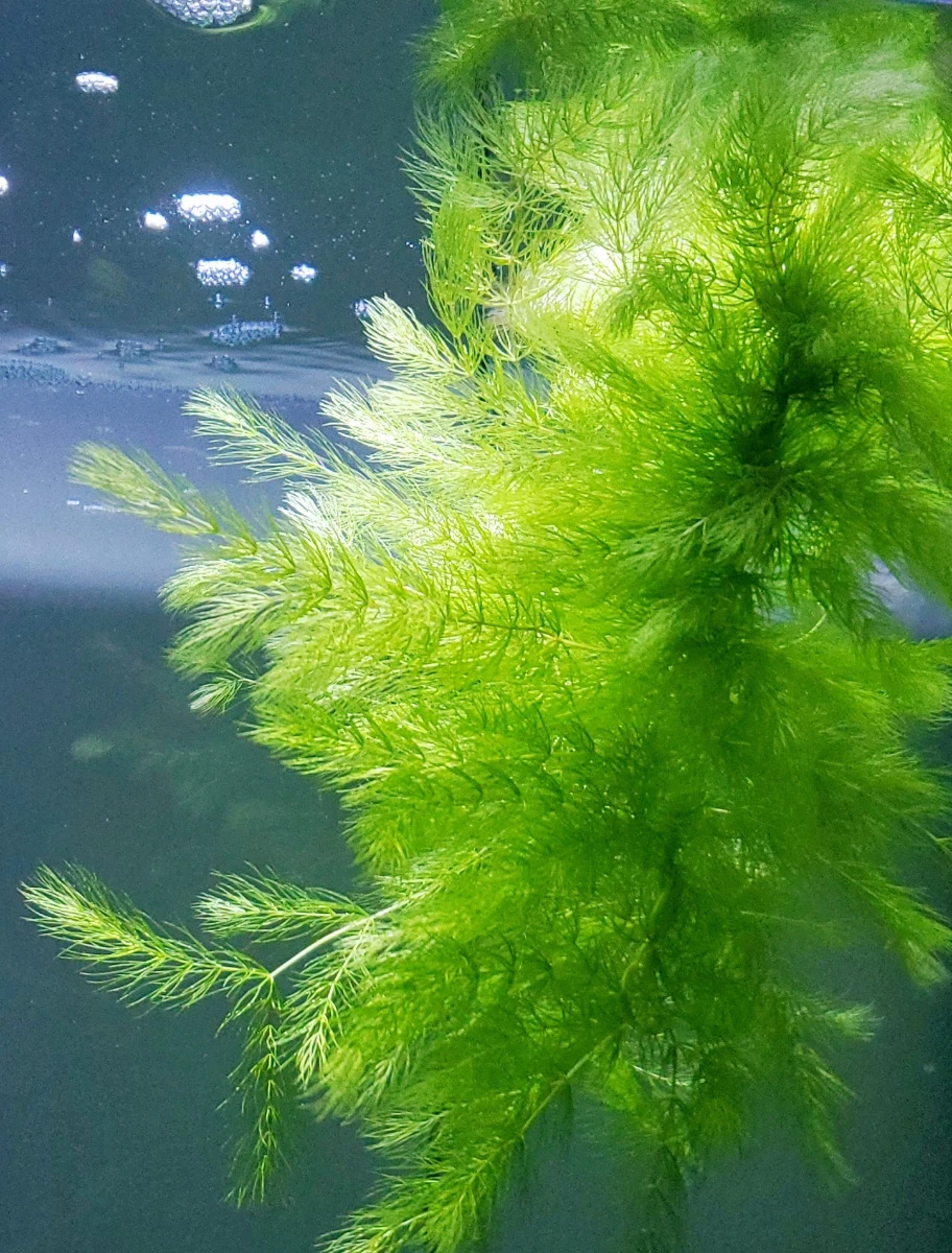 Hornwort aquarium plant - photo 2