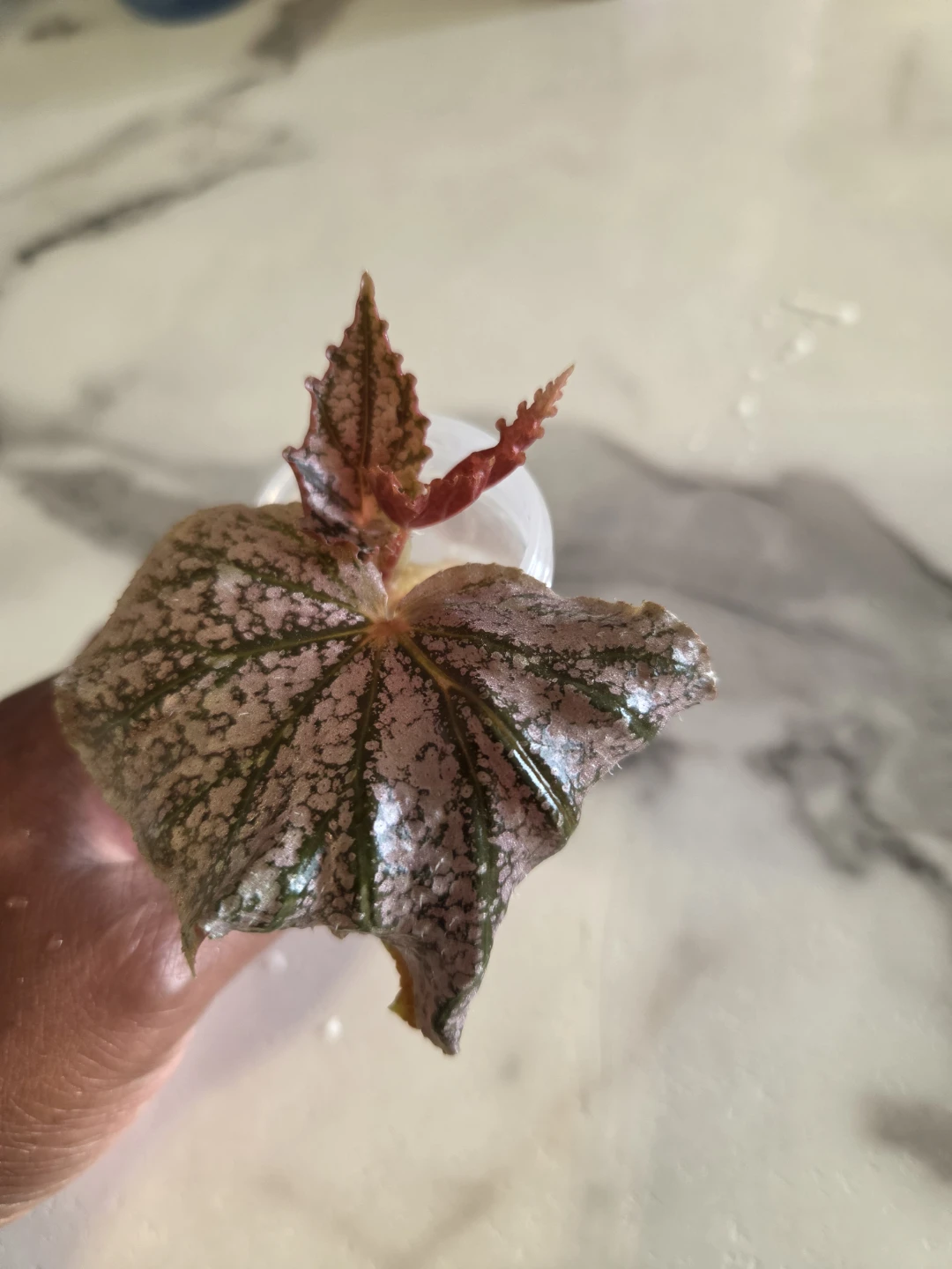 Begonia cutting, ROOTED ✨️🪴 - photo 2