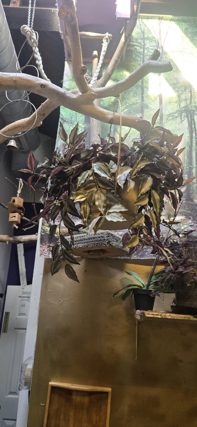Hanging Tradescantia Zebrina Plant artificial