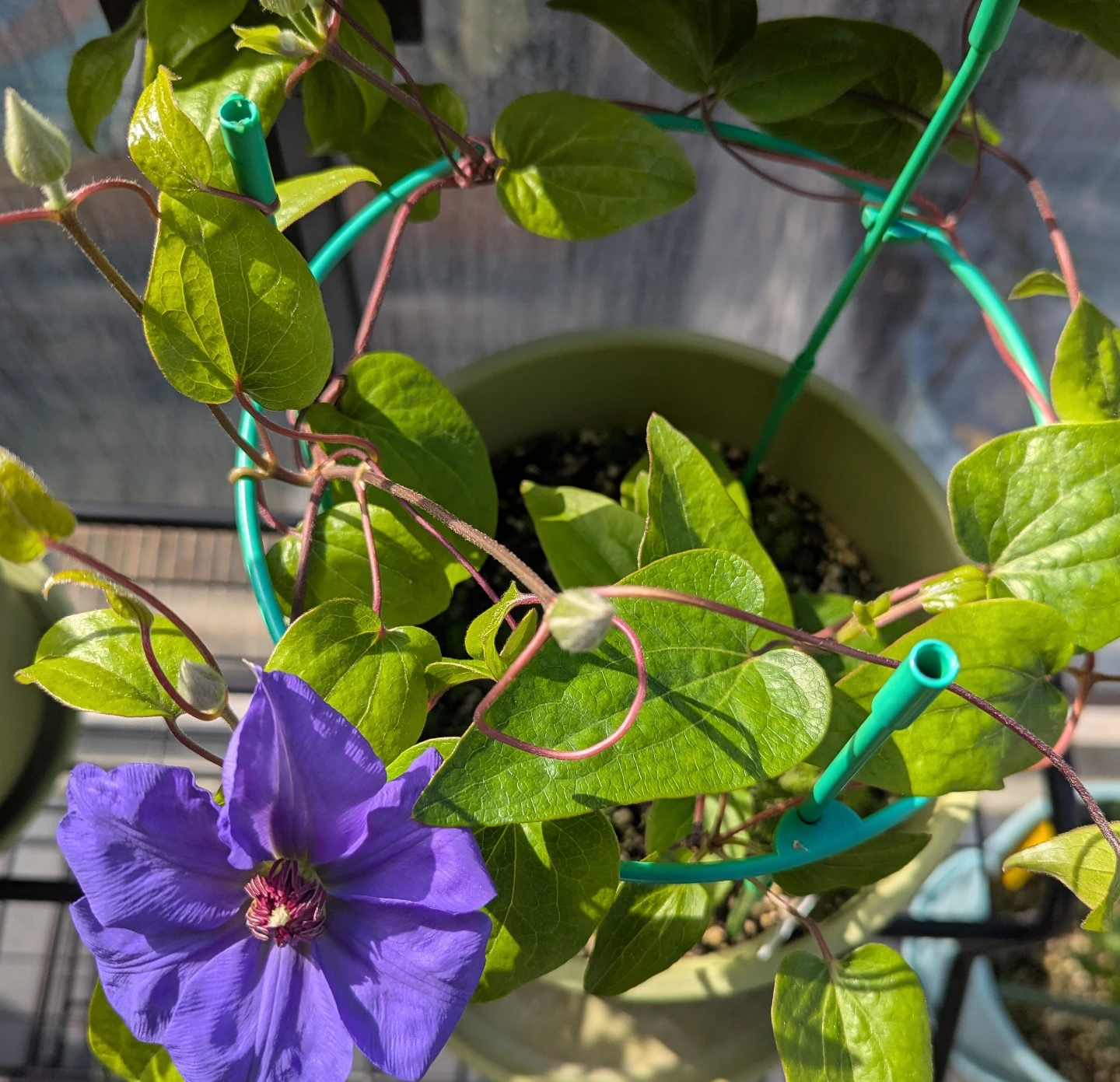 Potted Clematis with Green Trellis