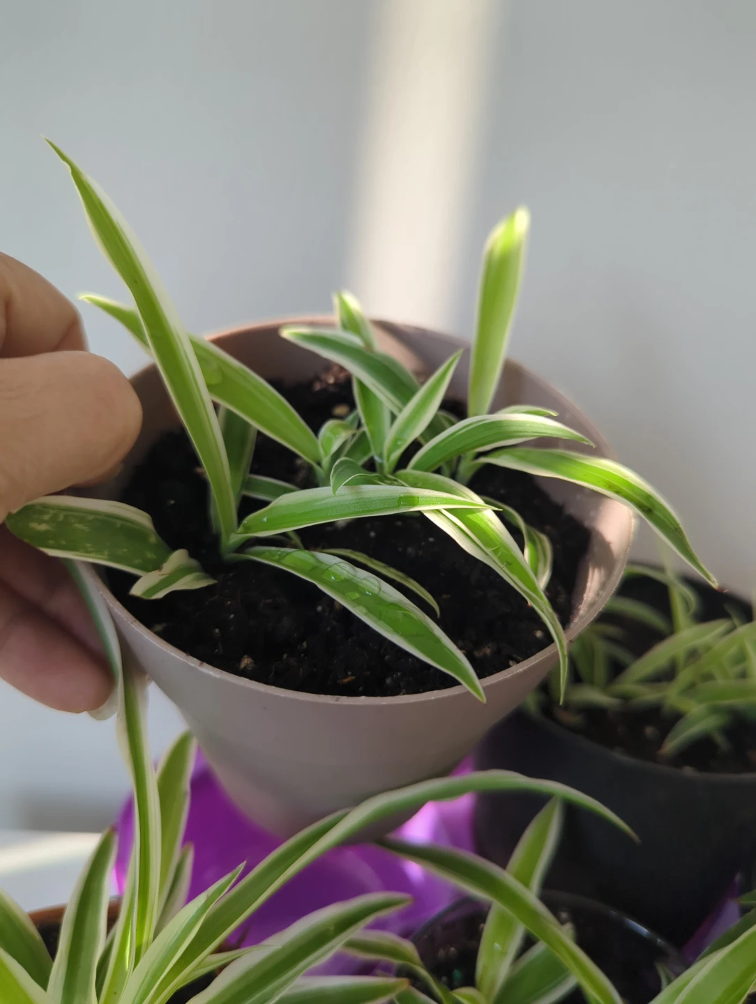 Variegated Spider Plant - photo 2