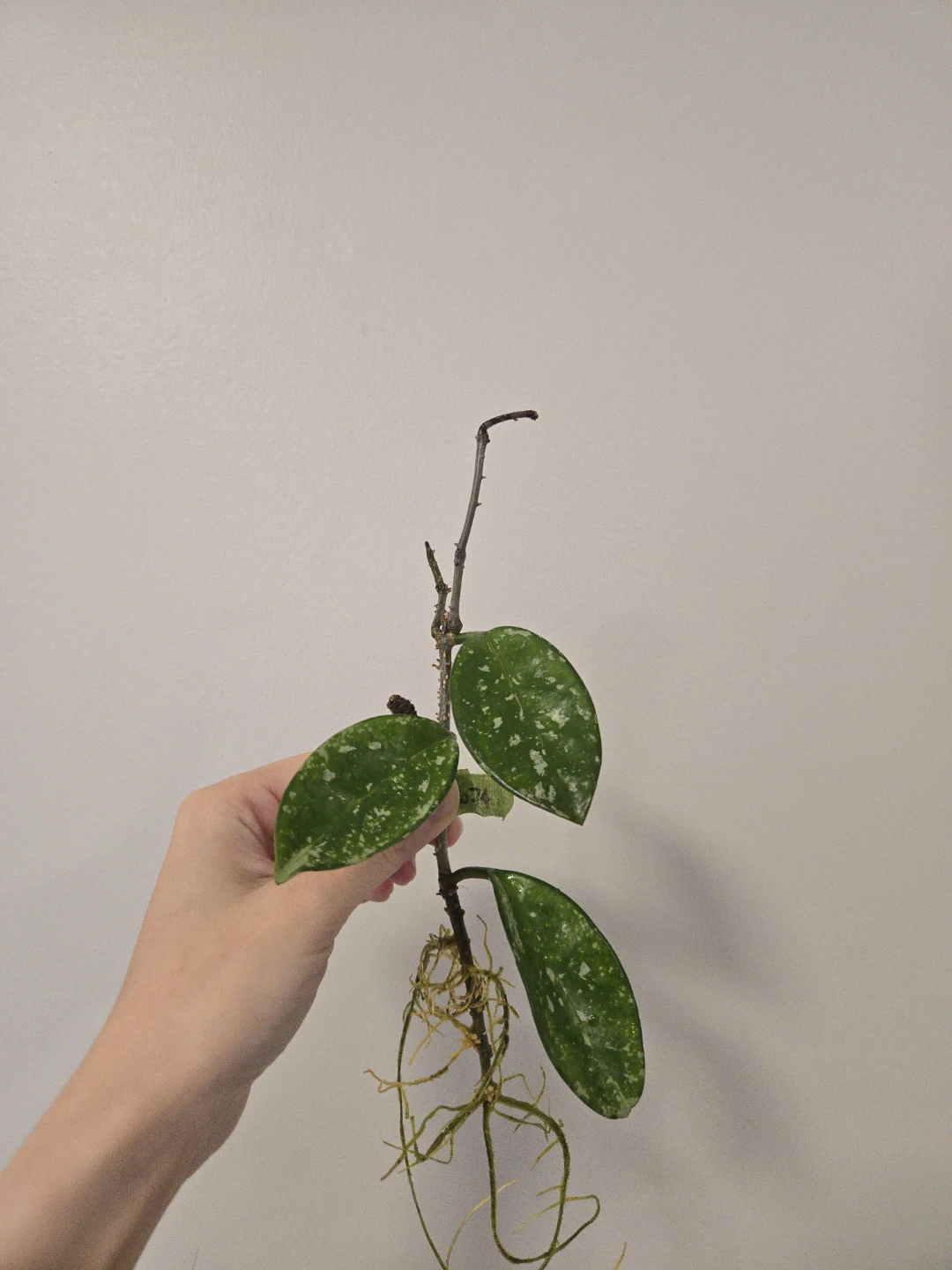 Hoya AH074 rooted cutting with peduncle B